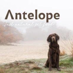 Antelope Fresh Adult Hundefutter -Heimtierbedarf Verkauf antelope fresh adult hondenvoer 217764 0500 none