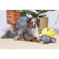 Beeztees Hide And Seek Schildo -Heimtierbedarf Verkauf beeztees hide and seek schildo 221787 0500 none