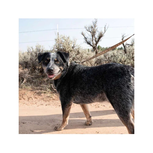 Carhartt Journeyman Leash 5 Carhartt Journeyman Leash – Bild 3