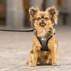 Curli Vest Harness Merino -Heimtierbedarf Verkauf curli vest harness merino black 175270 0500 none