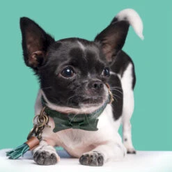 DWAM Halsband Bowie -Heimtierbedarf Verkauf dwam bowie halsband 186562 0500 none