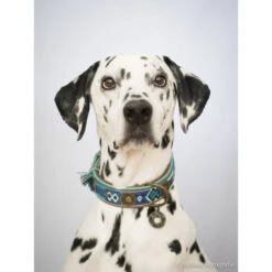 DWAM Halsband Boho Juan 8 DWAM Halsband Boho Juan -Heimtierbedarf Verkauf dwam halsband boho juan 132080 0500 none