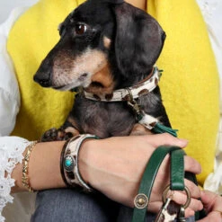 DWAM Halsband Ivy 14 DWAM Halsband Ivy -Heimtierbedarf Verkauf dwam halsband ivy 180688 0500 none