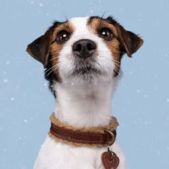 DWAM Halsband Teddy -Heimtierbedarf Verkauf dwam halsband teddy 189220 0500 none