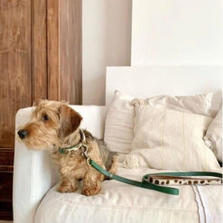 DWAM Hundeleine Ivy -Heimtierbedarf Verkauf dwam hondenriem ivy 180700 0500 none