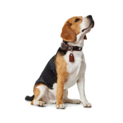 Hunter Halsband Cody -Heimtierbedarf Verkauf hunter halsband cody 116499 0500 none