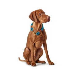 Hunter Halsband Oss -Heimtierbedarf Verkauf hunter halsband oss 116343 0500 none