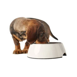 Hunter Melamin Napf - Weiß 10 Hunter Melamin Napf - Weiß -Heimtierbedarf Verkauf hunter melamine voer en drinkbak wit 169567 0500 none