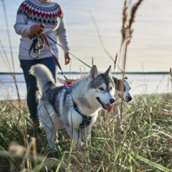 Hurtta - Geschirr Weekend Warrior Winter - Bilberry 12 Hurtta - Geschirr Weekend Warrior Winter - Bilberry -Heimtierbedarf Verkauf hurtta weekend warrior winter harnas bilberry 216605 0500 none