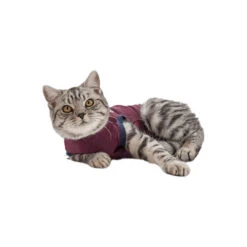 Jacketz Medical Body Suit Für Katzen -Heimtierbedarf Verkauf jacketz medical body suit kat 154147 0500 none