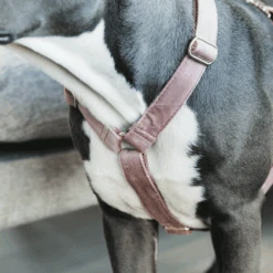 Kentucky Dogwear Hundegeschirr Velvet Loop -Heimtierbedarf Verkauf kentucky dogwear hondenharnas velvet loop 219284 0500 none