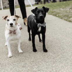 Kentucky Dogwear Fliege Samt 10 Kentucky Dogwear Fliege Samt -Heimtierbedarf Verkauf kentucky dogwear hondenstrikje velvet 219174 0500 none