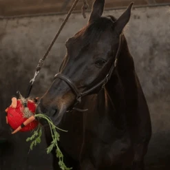 Maximus Fun Play Ball Für Pferde -Heimtierbedarf Verkauf maximus fun play ball voor paarden 207833 0500 none