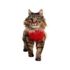 Medical Pet Shirt Katze -Heimtierbedarf Verkauf medical pet shirt kat 167404 0500 none