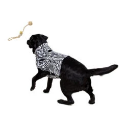 Medical Pet Top Shirt Zebra 9 Medical Pet Top Shirt Zebra -Heimtierbedarf Verkauf medical pet top shirt zebraprint 150701 0500 none