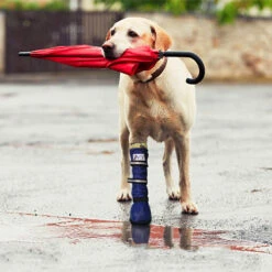 Medical Pet Shirt Boot -Heimtierbedarf Verkauf medical pets boot 167512 0500 none