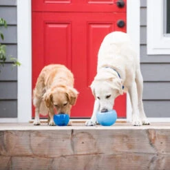 Planet Dog Orbee-Tuff Lil’ Snoop Toy -Heimtierbedarf Verkauf orbee tuff lil snoop toy 203408 0500 none