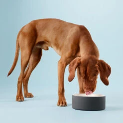 PAIKKA Cool Bowl -Heimtierbedarf Verkauf paikka cool bowl 217839 0500 none