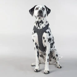 PAIKKA Visibility Harness 14 PAIKKA Visibility Harness -Heimtierbedarf Verkauf paikka visibility harness 217809 0500 none