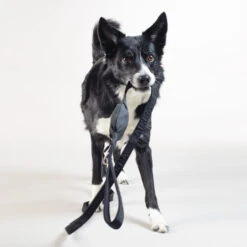 PAIKKA Visibility Leash 10 PAIKKA Visibility Leash -Heimtierbedarf Verkauf paikka visibility leash 217819 0500 none