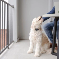 PetSafe Anti-Bell-Halsband 9 PetSafe Anti-Bell-Halsband -Heimtierbedarf Verkauf petsafe anti blafhalsband 208109 0500 none