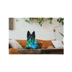 Heimtierbedarf Verkauf -Heimtierbedarf Verkauf play fetching flock peacock 182614 0500 none