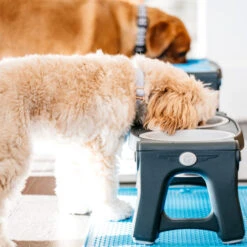 Popware Adjustable Height Pet Feeder 17 Popware Adjustable Height Pet Feeder -Heimtierbedarf Verkauf popware adjustable height pet feeder 164587 0500 none