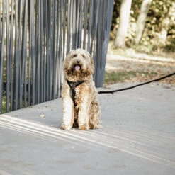 Kentucky Dog Harness Active Velvet -Heimtierbedarf Verkauf prod 15744 218994 0500 none