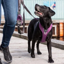 DOG Copenhagen Comfort Walk Pro Geschirr -Heimtierbedarf Verkauf prod 15938 220297 0500 none