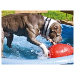 Jolly Egg -Heimtierbedarf Verkauf product jolly egg none 4 1496839894 86968