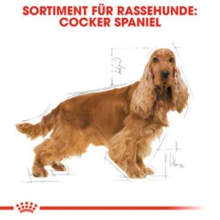 Royal Canin Cocker Adult - Hundefutter 13 Royal Canin Cocker Adult - Hundefutter -Heimtierbedarf Verkauf royal canin cocker adult hondenvoer 138145 0500 none