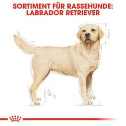 Royal Canin Labrador Retriever Adult - Hundefutter -Heimtierbedarf Verkauf royal canin labrador retriever adult hondenvoer 139351 0500 none