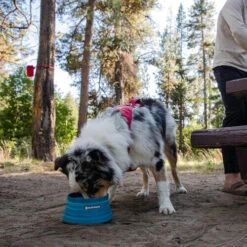 Ruffwear Bivy Bowl -Heimtierbedarf Verkauf ruffwear bivy bowl 204698 0500 none