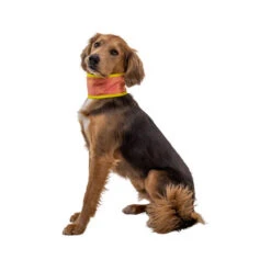 Ruffwear Swamp Cooler Neck Gaiter -Heimtierbedarf Verkauf ruffwear swamp cooler neck gaiter 196817 0500 none