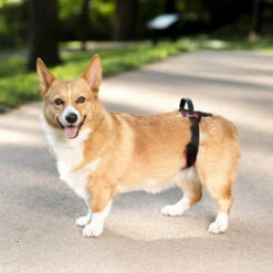 PetSafe Carelift - Tragesystem / Tragegeschirr Für Hunde 19 PetSafe Carelift - Tragesystem / Tragegeschirr Für Hunde -Heimtierbedarf Verkauf solvit carelift draagsysteem voor de hond 163711 0500 none