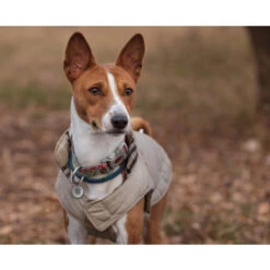 Spotted! Pro Dog & Cat -Heimtierbedarf Verkauf spotted pro dog cat 166918 0500 none