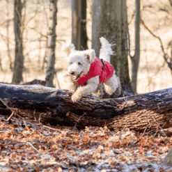 Trixie Regenjacke Vimy -Heimtierbedarf Verkauf trixie regenjas vimy 204857 0500 none